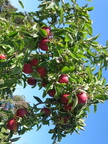 Gay Mills Apple Orchard-Oct 12, 2013